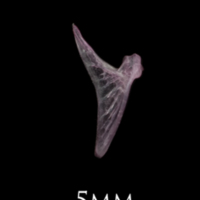 photo of Dragonet for assessment medial view