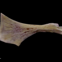 photo of Tub gurnard ceratohyal medial view