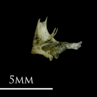 photo of Three-spined stickleback for assessment medial view