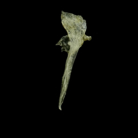 photo of Three-spined stickleback for assessment medial view
