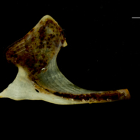 photo of Ballan wrasse coracoid medial view