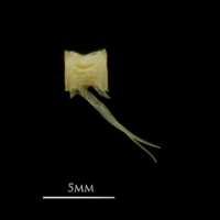 photo of European smelt caudal vertebra lateral view