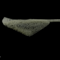 photo of Burbot pharyngeal dorsal view