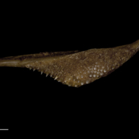 photo of Greater amberjack pharyngeal dorsal view