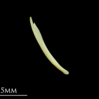 photo of Five-Bearded Rockling supracleithrum medial view