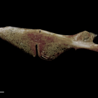 photo of Red seabream ceratohyal epihyal complex medial view