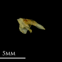 photo of Bullhead posttemporal lateral view
