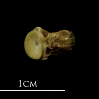 photo of John dory basioccipital detail view
