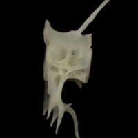 photo of European eel precaudal vertebra lateral view