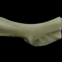 photo of Burbot ceratohyal lateral view