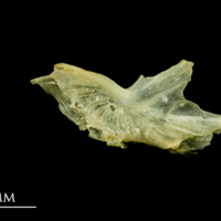 photo of Five-Bearded Rockling preopercular lateral view