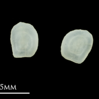 photo of Common sole otolith(s) detail view