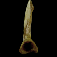 photo of European conger opercular detail view