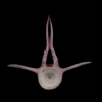 photo of Wels catfish precaudal vertebra anterior view