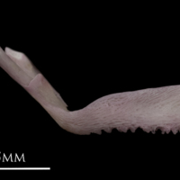 photo of Common sole premaxilla lateral view