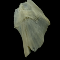 photo of Dragonet for assessment lateral view
