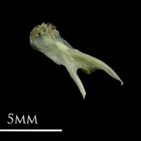 photo of Small sandeel posttemporal lateral view
