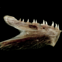 photo of Atlantic halibut dentary lateral view