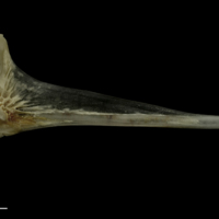 photo of Grayling basipterygium lateral view