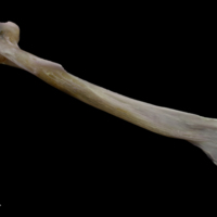 photo of Tub gurnard maxilla lateral view