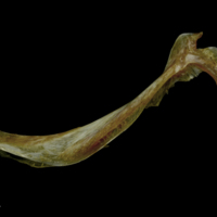 photo of Spanish mackerel cleithrum lateral view