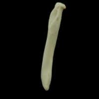 photo of Dragonet supracleithrum medial view