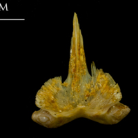 photo of Thinlip grey mullet  vomer dorsal view