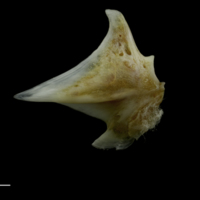 photo of Couch's seabream articular lateral view