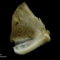 photo of Couch's seabream quadrate medial view