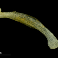 photo of Atlantic mackerel maxilla lateral view