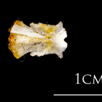 photo of Atlantic herring basioccipital dorsal view