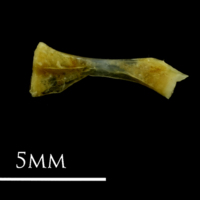 photo of Small sandeel ceratohyal medial view