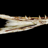 photo of Atlantic salmon dentary medial view