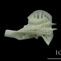 photo of European plaice ceratohyal medial view