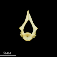 photo of Five-Bearded Rockling first vertebra anterior view