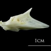 photo of European plaice articular lateral view