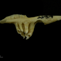 photo of Barbel pharyngeal ventral view