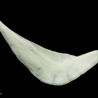 photo of Freshwater bream preopercular medial view