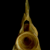 photo of Thinlip grey mullet  precaudal vertebra anterior view