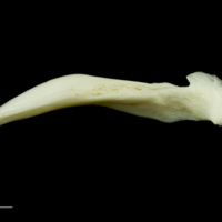 photo of Common carp posttemporal lateral view