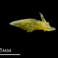 photo of Common sole articular lateral view