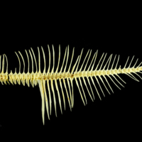 photo of European plaice vertbral column lateral view