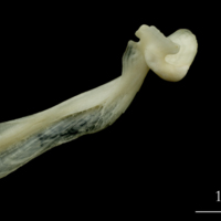 photo of Haddock maxilla medial view