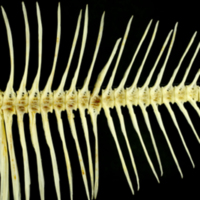 photo of European plaice caudal vertebra lateral view