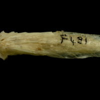 photo of Trout vomer dorsal view