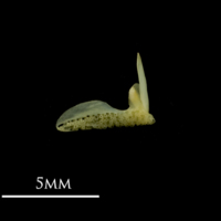 photo of Bullhead premaxilla medial view