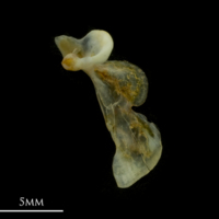 photo of Black seabream maxilla lateral view