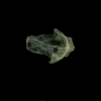 photo of Butterfish for assessment ventral view