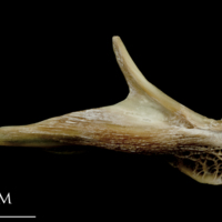 photo of Turbot articular lateral view