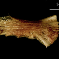 photo of Catfish ceratohyal lateral view
